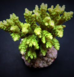 Acropora selago