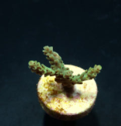 Acropora selago (frag) NZ