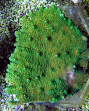 Lade das Bild in den Galerie-Viewer, Acropora solitaryensis

