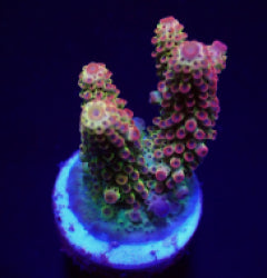 Acropora spp. (Ultra) (frag) NZ
