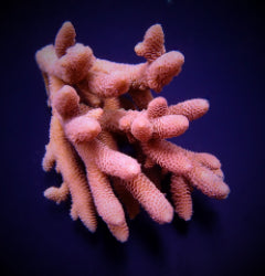 Acropora spathulata