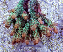 Lade das Bild in den Galerie-Viewer, Acropora spathulata
