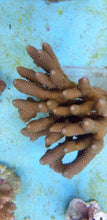 Lade das Bild in den Galerie-Viewer, Acropora spathulata
