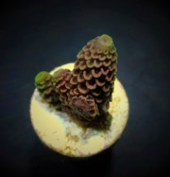 Acropora spathulata (frag) NZ
