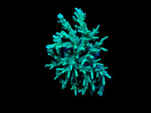 Lade das Bild in den Galerie-Viewer, Acropora speciosa
