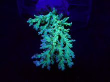 Lade das Bild in den Galerie-Viewer, Acropora speciosa
