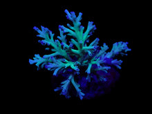 Lade das Bild in den Galerie-Viewer, Acropora speciosa

