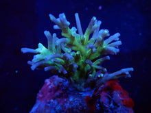 Lade das Bild in den Galerie-Viewer, Acropora speciosa
