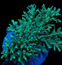 Lade das Bild in den Galerie-Viewer, Acropora speciosa
