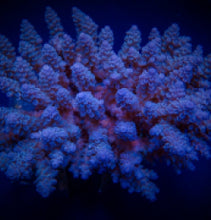 Lade das Bild in den Galerie-Viewer, Acropora spp. (Blue)
