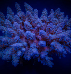 Acropora spp. (Blue)