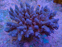 Lade das Bild in den Galerie-Viewer, Acropora spp. (Blue)
