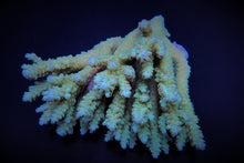 Lade das Bild in den Galerie-Viewer, Acropora spp. (Blue)
