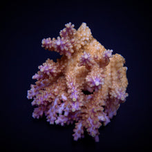 Lade das Bild in den Galerie-Viewer, Acropora spp. (Coral Sea)
