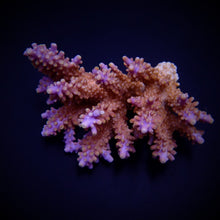 Lade das Bild in den Galerie-Viewer, Acropora spp. (Coral Sea)
