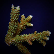 Lade das Bild in den Galerie-Viewer, Acropora spp. (Coral Sea)
