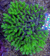Lade das Bild in den Galerie-Viewer, Acropora spp. (Coral Sea)
