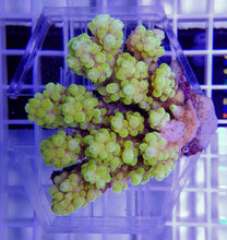 Lade das Bild in den Galerie-Viewer, Acropora spp. (Coral Sea)
