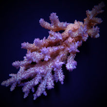 Lade das Bild in den Galerie-Viewer, Acropora spp. (Coral Sea) (Ultra) (Special Selected)
