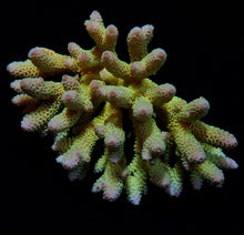 Lade das Bild in den Galerie-Viewer, Acropora spp. (Coral Sea) (Ultra) (Special Selected)
