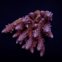 Lade das Bild in den Galerie-Viewer, Acropora spp. (Coral Sea) (Ultra) (Special Selected)
