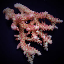 Lade das Bild in den Galerie-Viewer, Acropora spp. (Coral Sea) (Ultra) (Special Selected)

