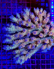 Lade das Bild in den Galerie-Viewer, Acropora spp. (Coral Sea) (Ultra) (Special Selected)
