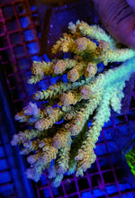 Lade das Bild in den Galerie-Viewer, Acropora spp. (Coral Sea) (Ultra) (Special Selected)
