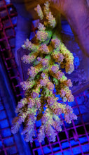 Lade das Bild in den Galerie-Viewer, Acropora spp. (Coral Sea) (Ultra) (Special Selected)
