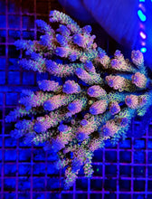 Lade das Bild in den Galerie-Viewer, Acropora spp. (Coral Sea) (Ultra) (Special Selected)
