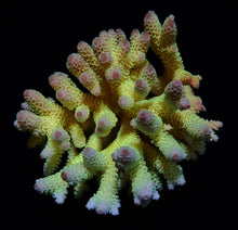 Lade das Bild in den Galerie-Viewer, Acropora spp. (Coral Sea) (Ultra) (Special Selected)
