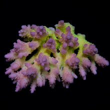 Lade das Bild in den Galerie-Viewer, Acropora spp. (Coral Sea) (Ultra) (Special Selected)
