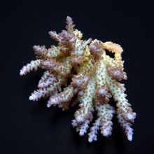 Lade das Bild in den Galerie-Viewer, Acropora spp. (Coral Sea) (Ultra) (Special Selected)
