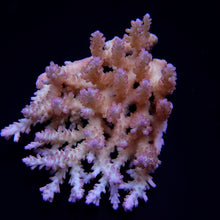 Lade das Bild in den Galerie-Viewer, Acropora spp. (Coral Sea) (Ultra) (Special Selected)
