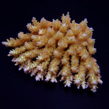 Lade das Bild in den Galerie-Viewer, Acropora spp. (Coral Sea) (Ultra) (Special Selected)
