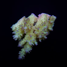 Lade das Bild in den Galerie-Viewer, Acropora spp. (Coral Sea) (Ultra) (Special Selected)
