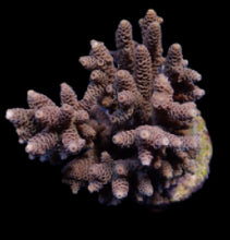 Lade das Bild in den Galerie-Viewer, Acropora spp. (Cream-Common)
