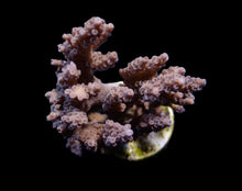 Lade das Bild in den Galerie-Viewer, Acropora spp. (Cream-Common)
