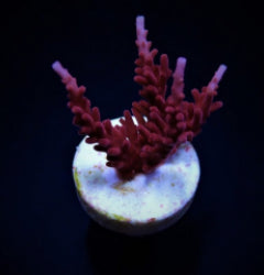 Acropora spp. (DJM Signature) (frag) NZ