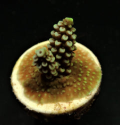 Acropora spp. (Grade A) (frag) NZ