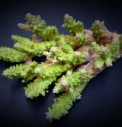Acropora spp. (Green)