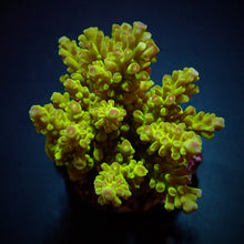 Lade das Bild in den Galerie-Viewer, Acropora spp. (Maricultured) (Premium)

