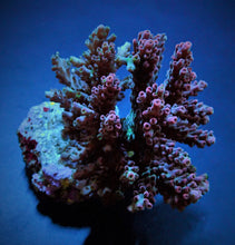 Lade das Bild in den Galerie-Viewer, Acropora spp. (Maricultured) (Premium)
