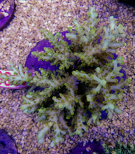 Lade das Bild in den Galerie-Viewer, Acropora spp. (Maricultured) (Premium)
