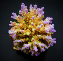 Lade das Bild in den Galerie-Viewer, Acropora spp. (Maricultured) (Ultra)
