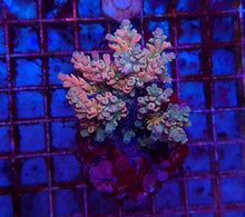 Lade das Bild in den Galerie-Viewer, Acropora spp. (Maricultured) (Ultra)
