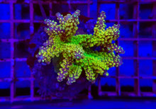 Lade das Bild in den Galerie-Viewer, Acropora spp. (Maricultured) (Ultra)
