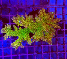 Lade das Bild in den Galerie-Viewer, Acropora spp. (Maricultured) (Ultra)
