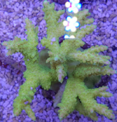 Acropora spp. (Yellow)