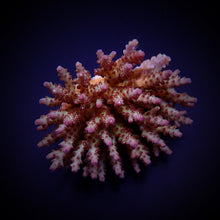 Lade das Bild in den Galerie-Viewer, Acropora subulata
